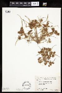 Cyperus erythrorhizos image