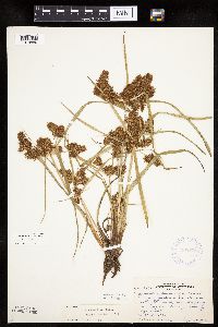 Cyperus erythrorhizos image