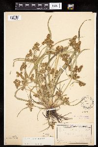 Cyperus erythrorhizos image