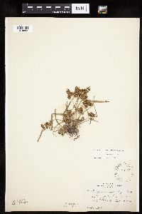 Cyperus erythrorhizos image