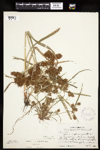 Cyperus erythrorhizos image