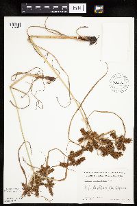 Cyperus erythrorhizos image