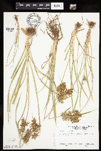 Cyperus esculentus image