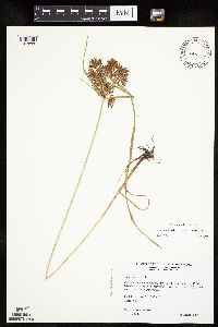 Cyperus esculentus image