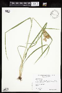 Cyperus esculentus image