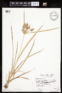 Cyperus esculentus image