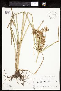 Cyperus esculentus image