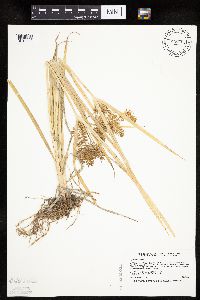 Cyperus esculentus image