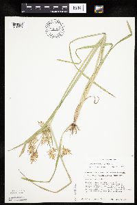 Cyperus esculentus image