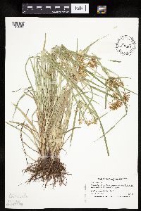 Cyperus esculentus image