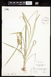 Cyperus esculentus image