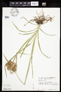 Cyperus esculentus image