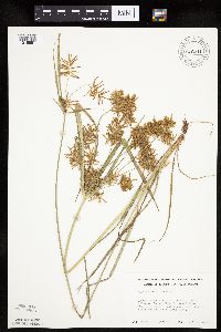 Cyperus esculentus image