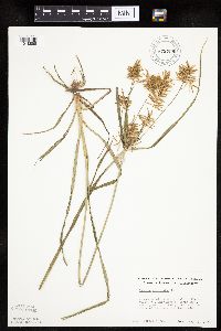 Cyperus esculentus image