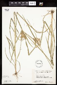 Cyperus esculentus image