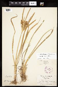 Cyperus esculentus image