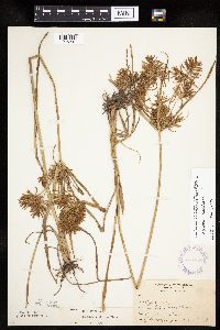 Cyperus esculentus image