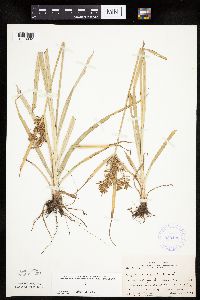 Cyperus esculentus image