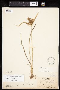 Cyperus esculentus image