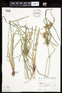 Cyperus esculentus image