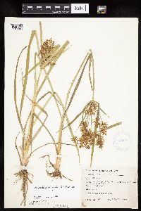 Cyperus esculentus image