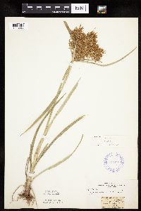Cyperus esculentus image