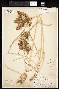 Cyperus esculentus image
