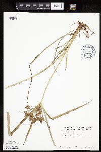 Cyperus esculentus image