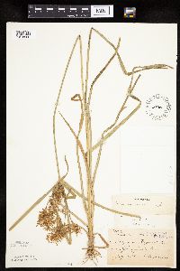 Cyperus esculentus image