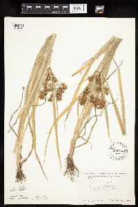 Cyperus esculentus image