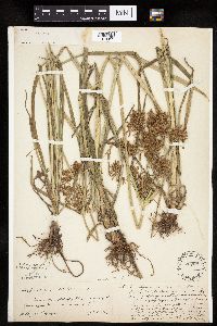 Cyperus esculentus image