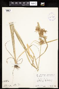 Cyperus esculentus image