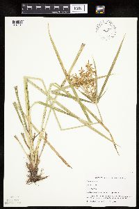 Cyperus esculentus image