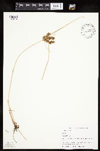 Cyperus erythrorhizos image