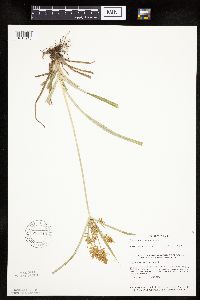 Cyperus esculentus image