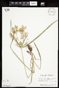 Cyperus esculentus image