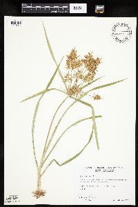 Cyperus esculentus image