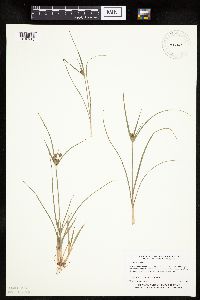Cyperus houghtonii image
