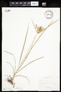 Cyperus esculentus image