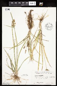 Cyperus esculentus image