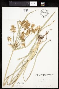 Cyperus esculentus image