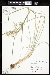 Cyperus esculentus image