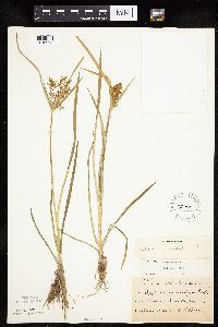 Cyperus esculentus image