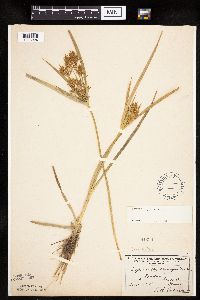 Cyperus esculentus image