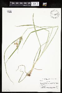 Cyperus esculentus image
