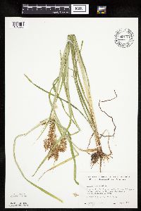 Cyperus esculentus image