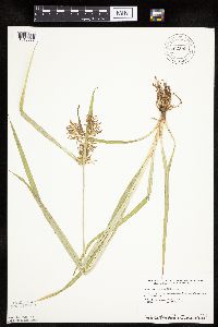 Cyperus esculentus image
