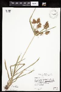Cyperus esculentus image