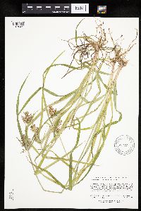 Cyperus esculentus image