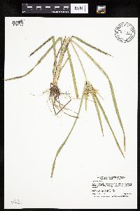 Cyperus esculentus image